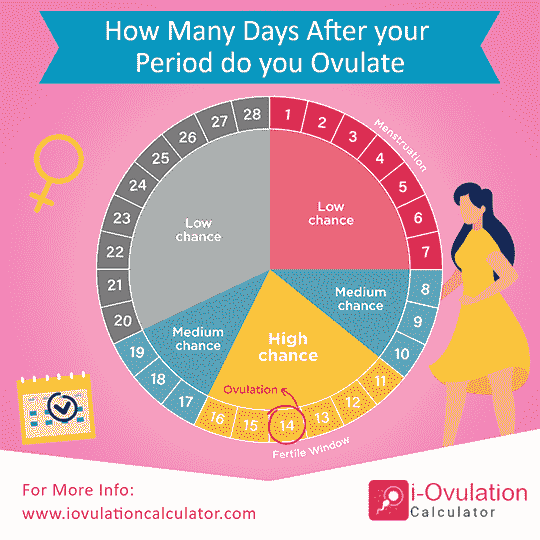 When Does A Woman Ovulate?